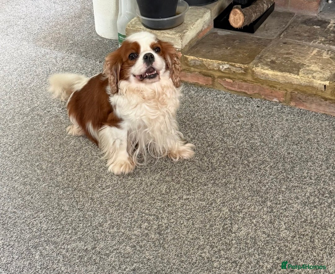 Cavalier King Charles Spaniel dogs for sale: BEAUTIFUL MALE PUPPIES  - Advert 5