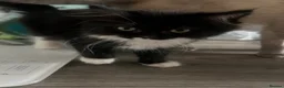 Mixed Breed cats for sale: Ragdoll cross kittens 2 left  - Advert 7