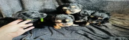 Cockapoo dogs for sale: Cockapoo puppies  in Bristol - Advert 3