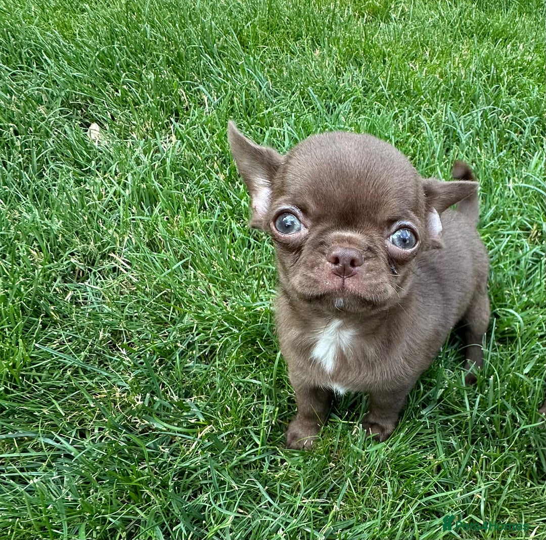 Chihuahua dogs for stud: KC registered/health tested  in London - Advert 10