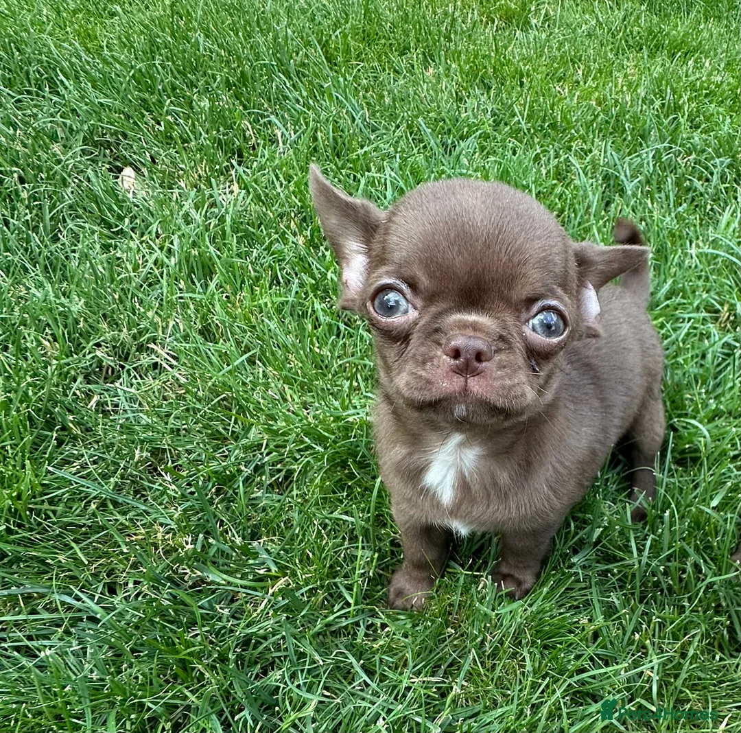 Chihuahua dogs for stud: KC registered/health tested  in London - Advert 10