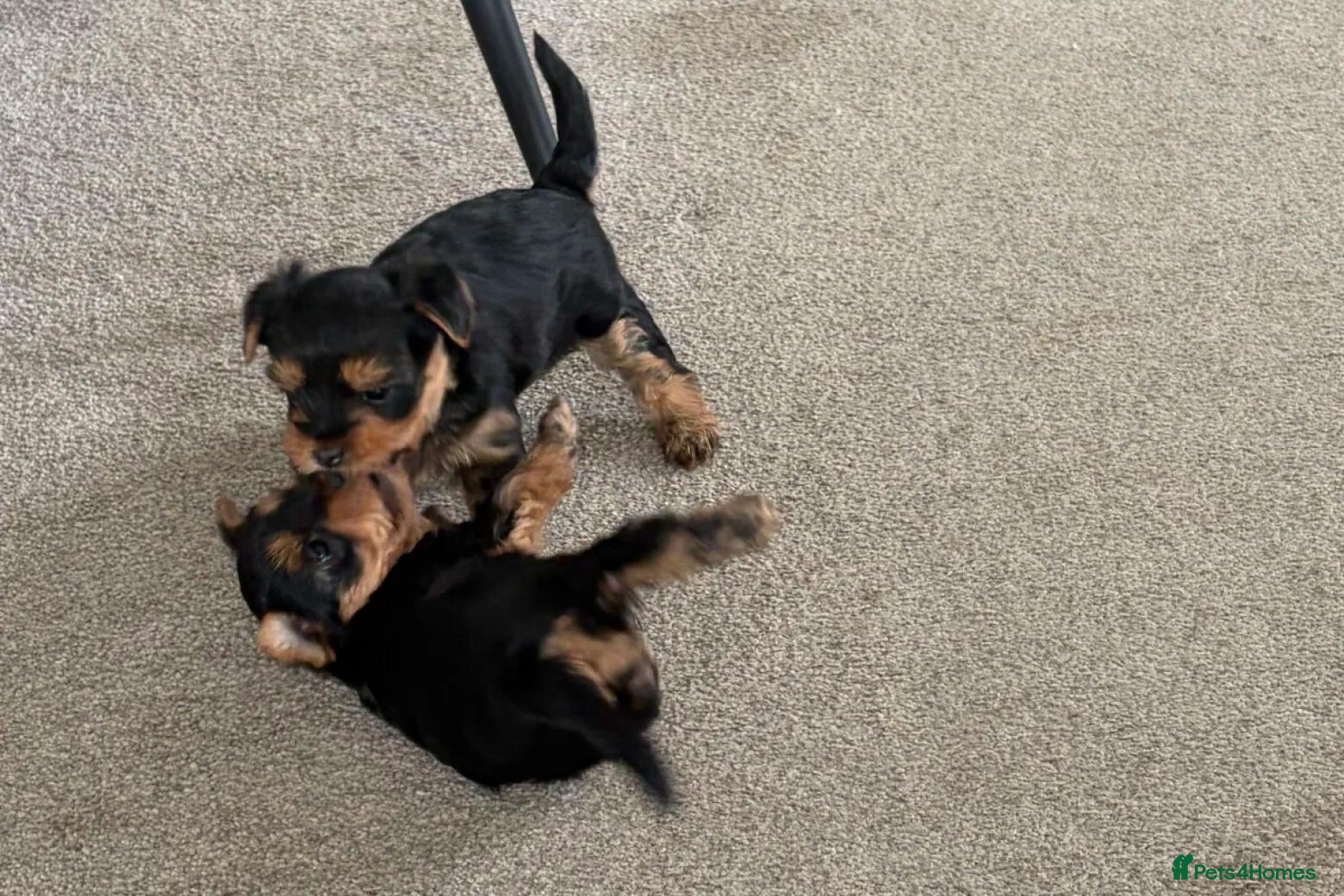 Yorkshire Terrier dogs Yorkshire Terrier puppy - Advert 4