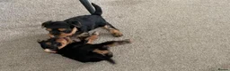 Yorkshire Terrier dogs for sale: Yorkshire Terrier puppy - Advert 1