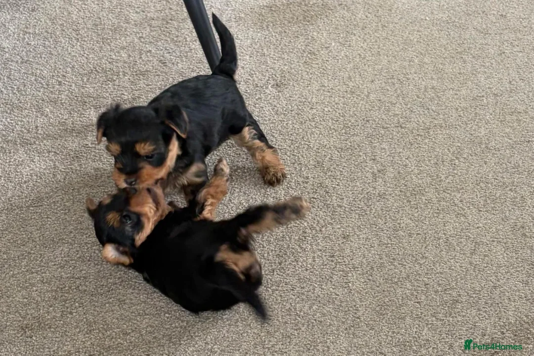 Yorkshire Terrier dogs for sale: Yorkshire Terrier puppy - Advert 1