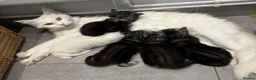 Maine Coon cats for sale: TICA & Council licensed Maine Coon kittens  - Advert 2