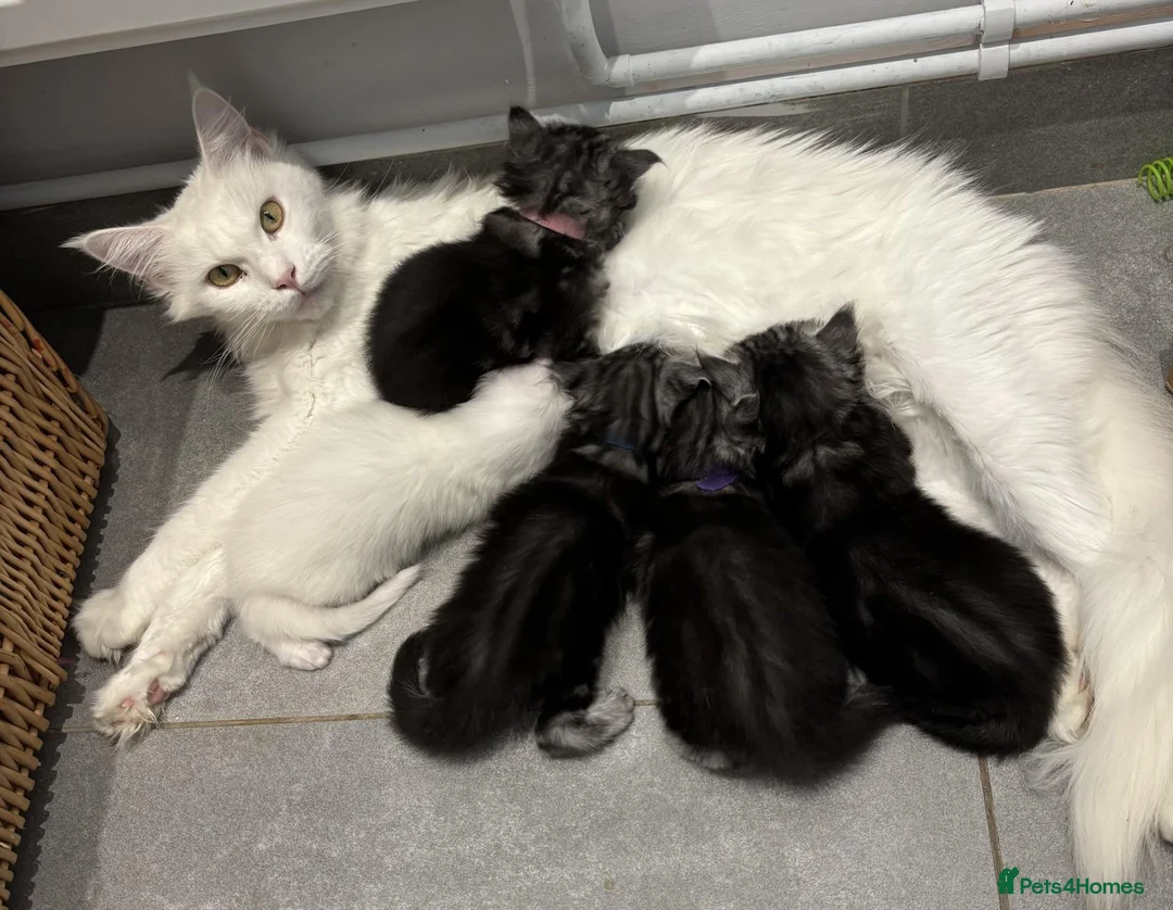 Maine Coon cats for sale: TICA & Council licensed Maine Coon kittens  - Advert 2