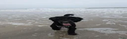 Cockapoo dogs for sale: Ted – Looking for His Forever Home - Advert 6