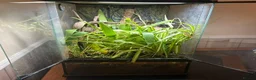 Gecko reptiles for sale: Crested Gecko and BIOACTIVE Exoterra Terrarium - Advert 14
