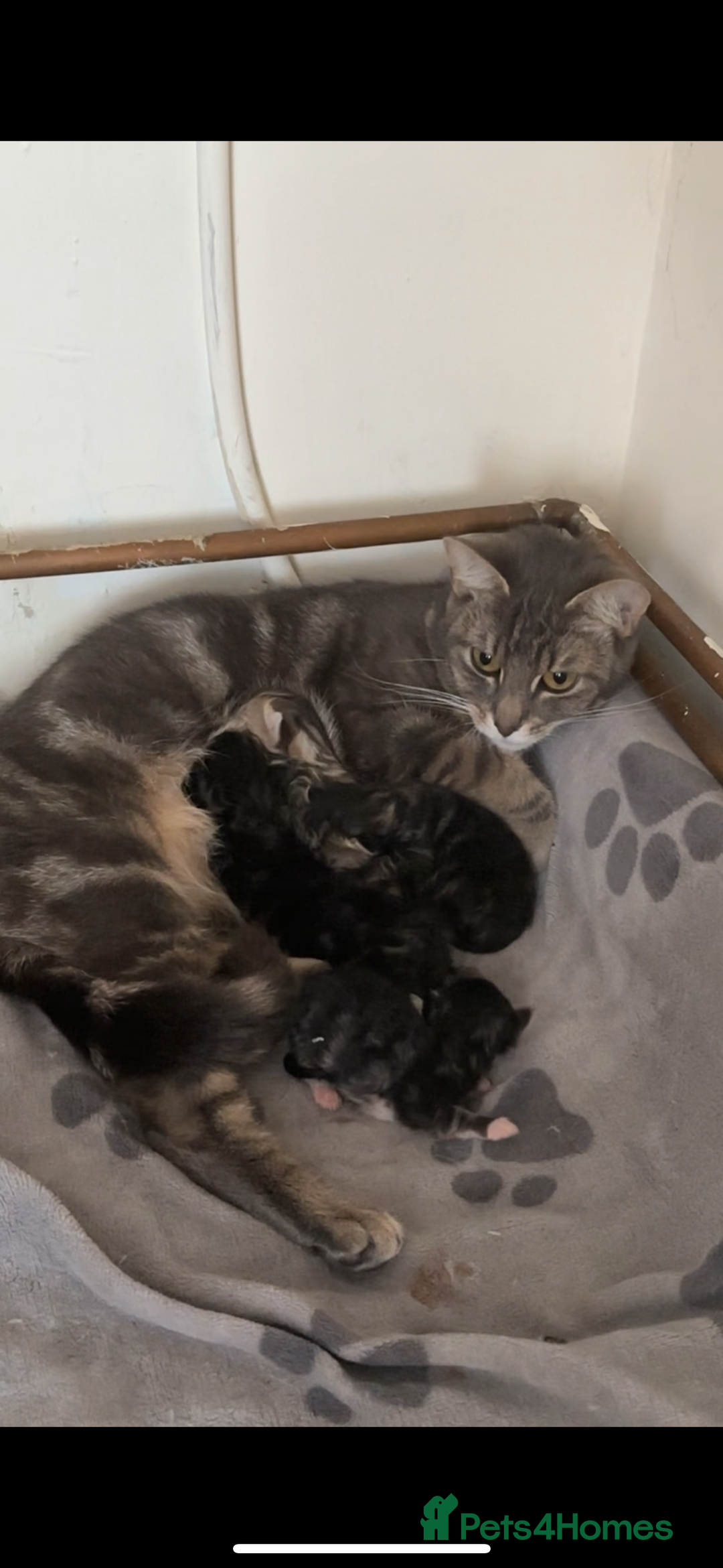 Mixed Breed cats for sale: KITTENS FOR SALE 400£ - Image 6