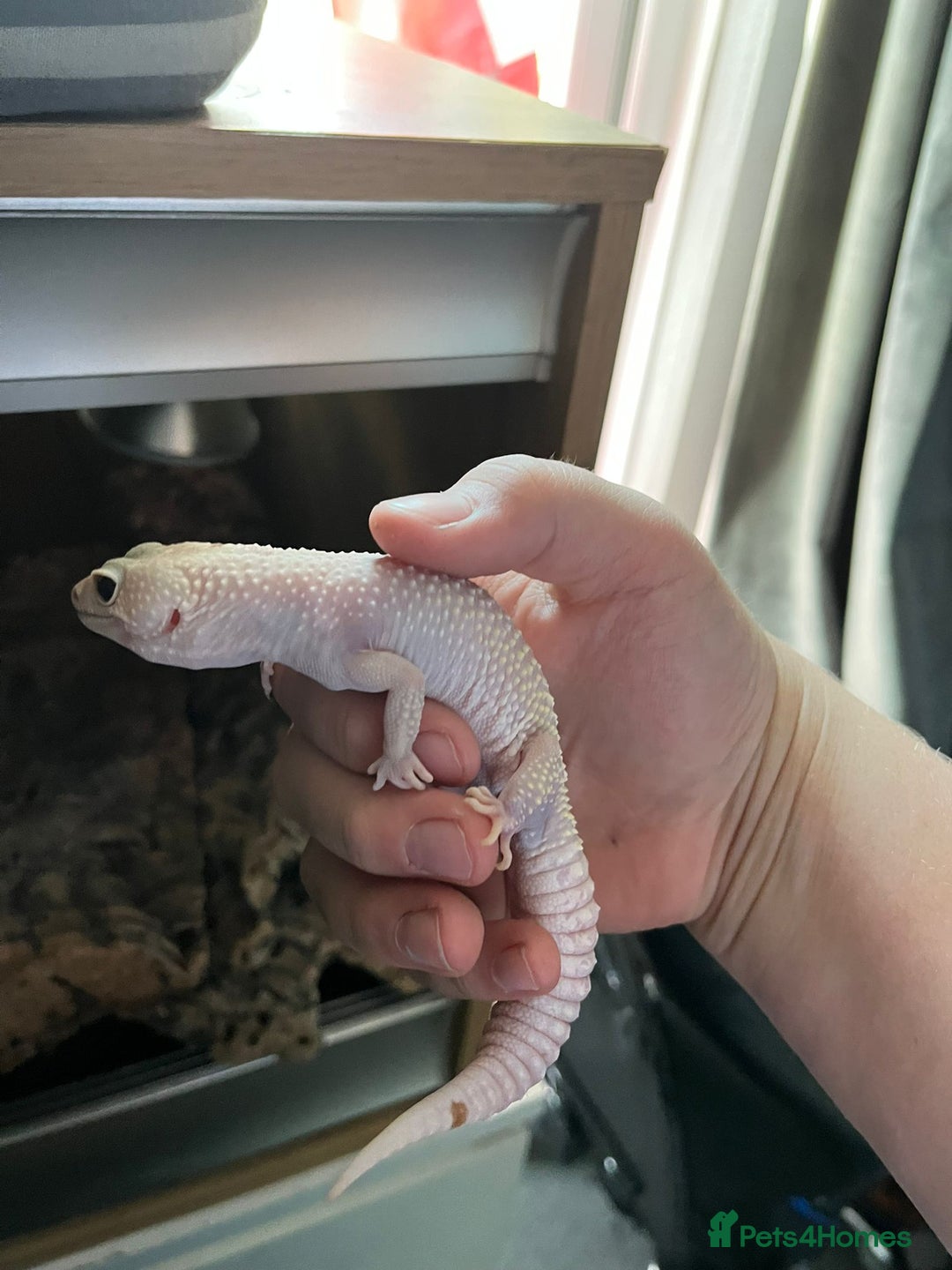 Gecko reptiles for sale: 2 Leopard Ghekos, one is Albino - Image 3