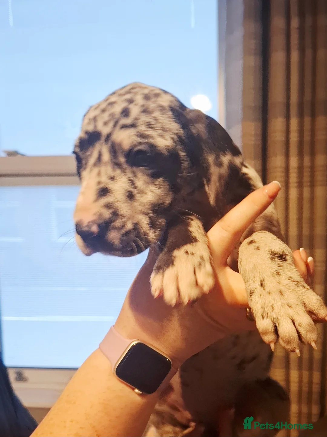 Great Dane dogs for sale: Great Dane puppies K.C Registered  - Advert 20
