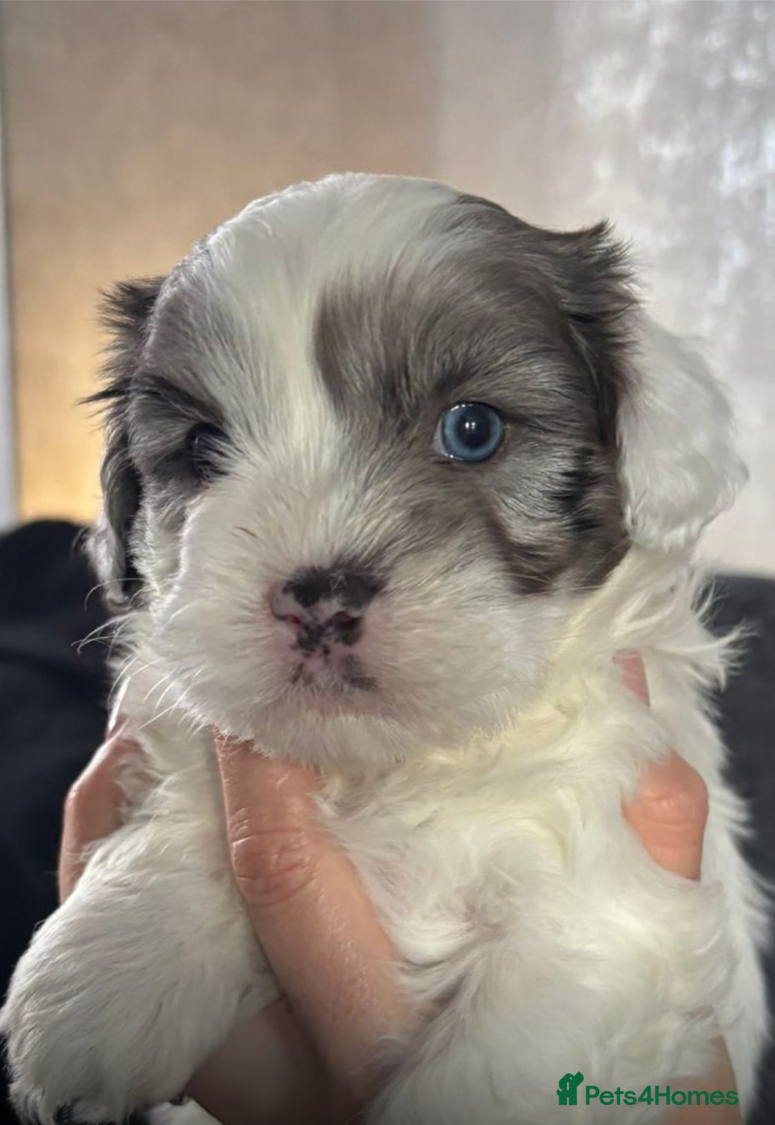 Shihpoo dogs Shih tzu X miniature poodle puppies - Advert 4