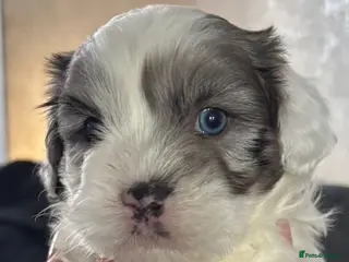 Shihpoo dogs Shih tzu X miniature poodle puppies - Advert 4