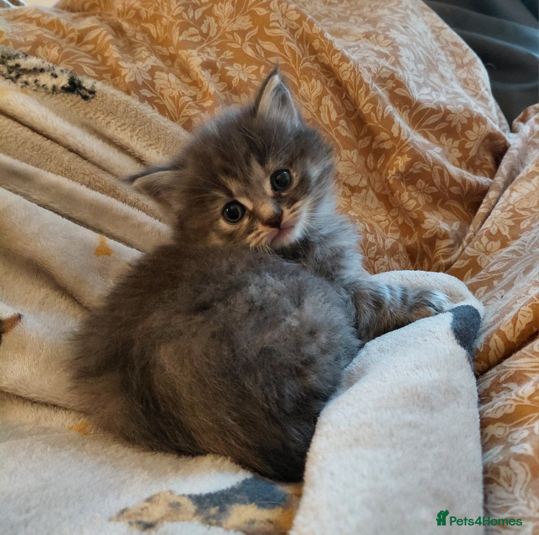 Mixed Breed cats for sale: Gorgeous fluffy kitties - Advert 7