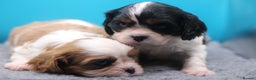 Cavalier King Charles Spaniel dogs for sale: Champion lines, heart/health tested, KC registered - Advert 4