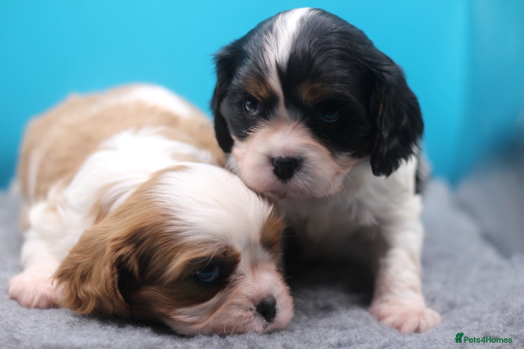 Cavalier King Charles Spaniel dogs for sale: Champion lines, heart/health tested, KC registered - Advert 4