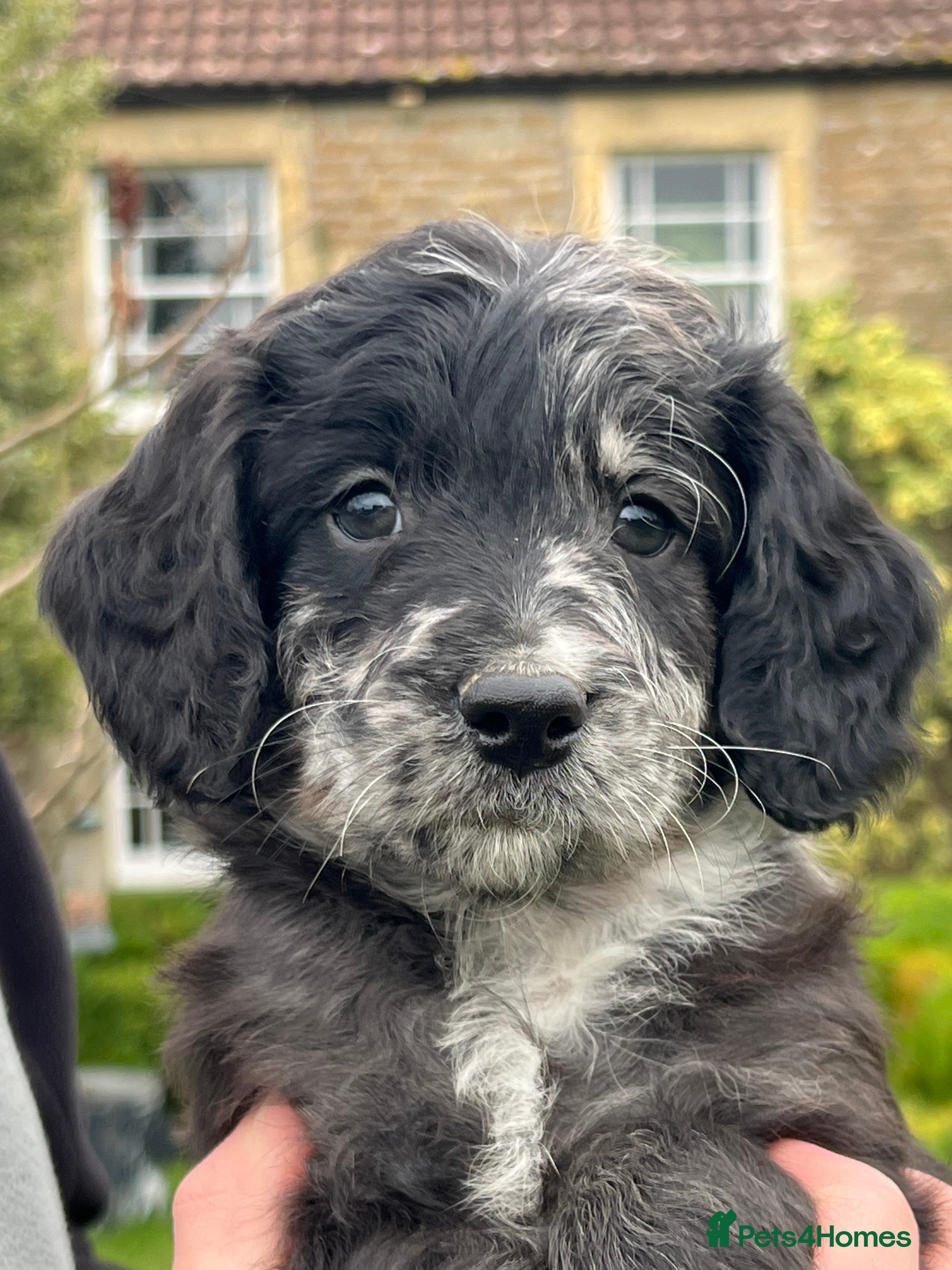 Sproodle dogs Merle F1 Sproodle boy 5⭐️Licenced Breeder full DNA - Advert 1