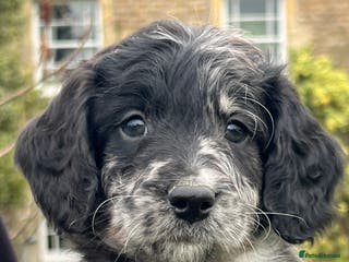 Sproodle dogs Merle F1 Sproodle boy 5⭐️Licenced Breeder full DNA - Advert 1