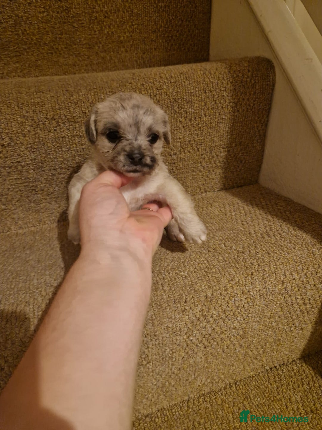 French Bulldog dogs for sale: Franch Bulldog  - Advert 3