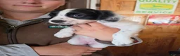 Sprocker dogs for sale: READY NOW Cocker spaniel puppies. - Advert 6