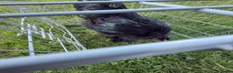Chickens poultry for sale: Pair of brahmas - Advert 32