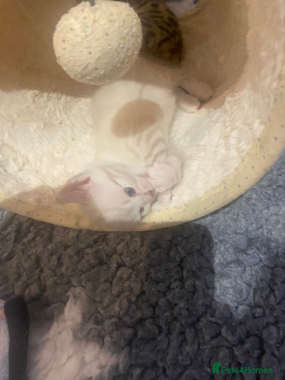 Bengal cats for sale: Bengal Cross Kittens  - Image 21
