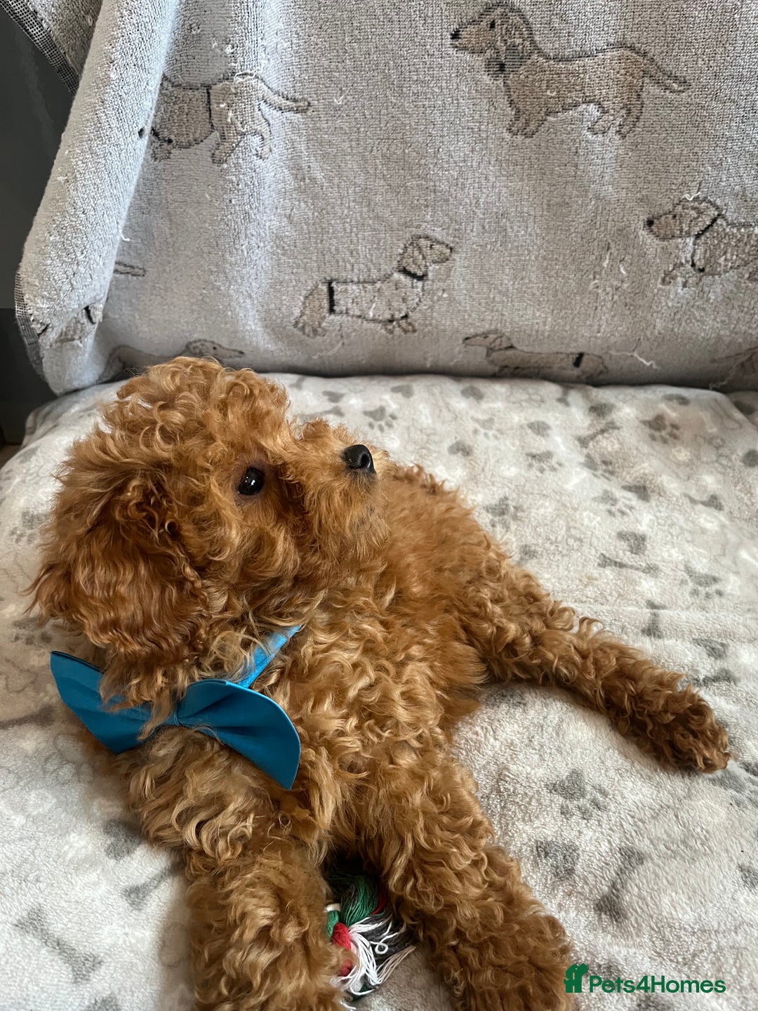 Miniature Poodle dogs for sale: 🐶 Miniature Poodle Puppies! 🐾 - Image 18