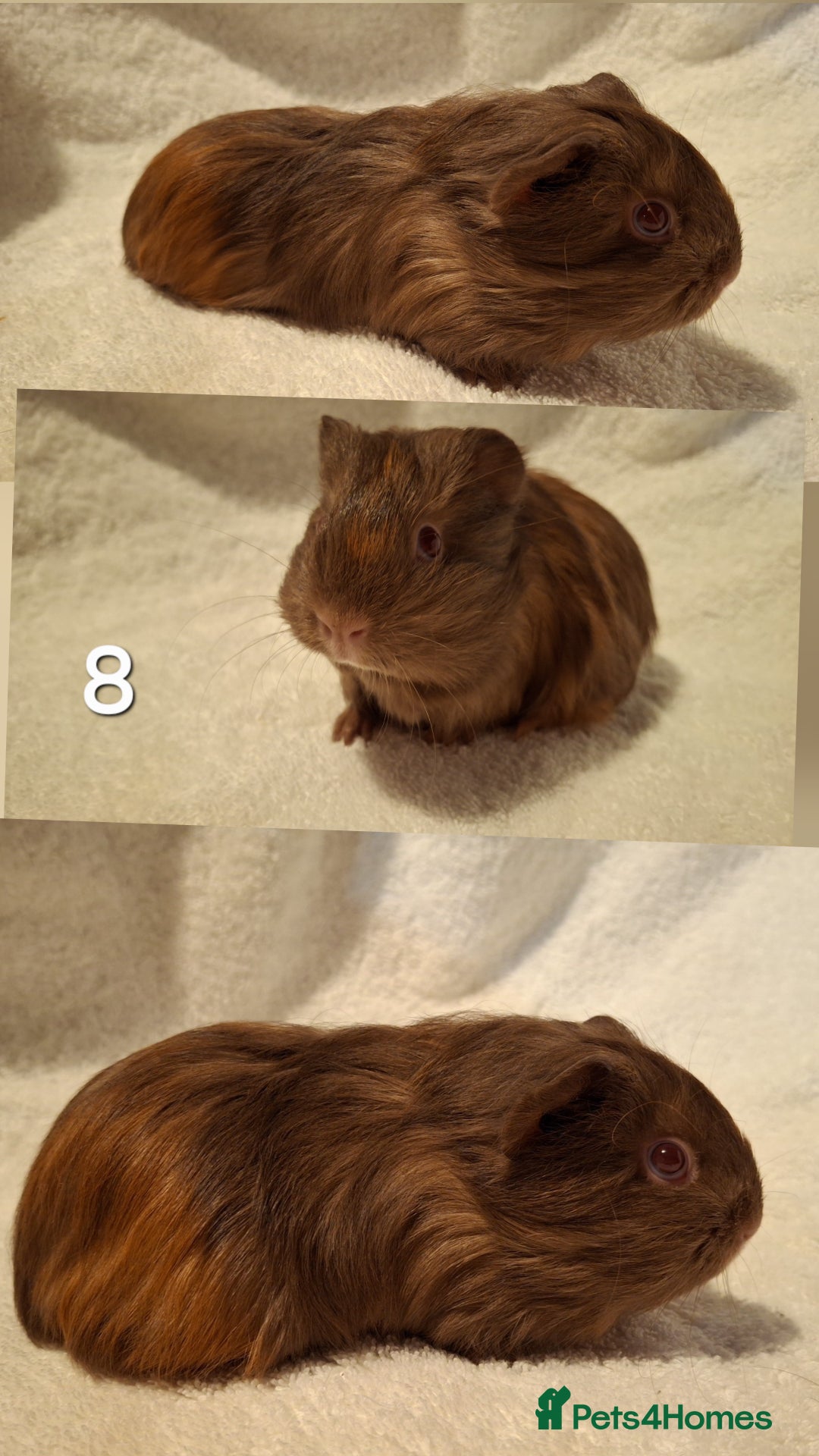 Guinea Pig rodents for sale: Lovely guineas seeking new homes 🏡  - Advert 7
