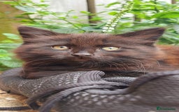 York Chocolate cats for sale: Green-eyed kittens , - Image 3