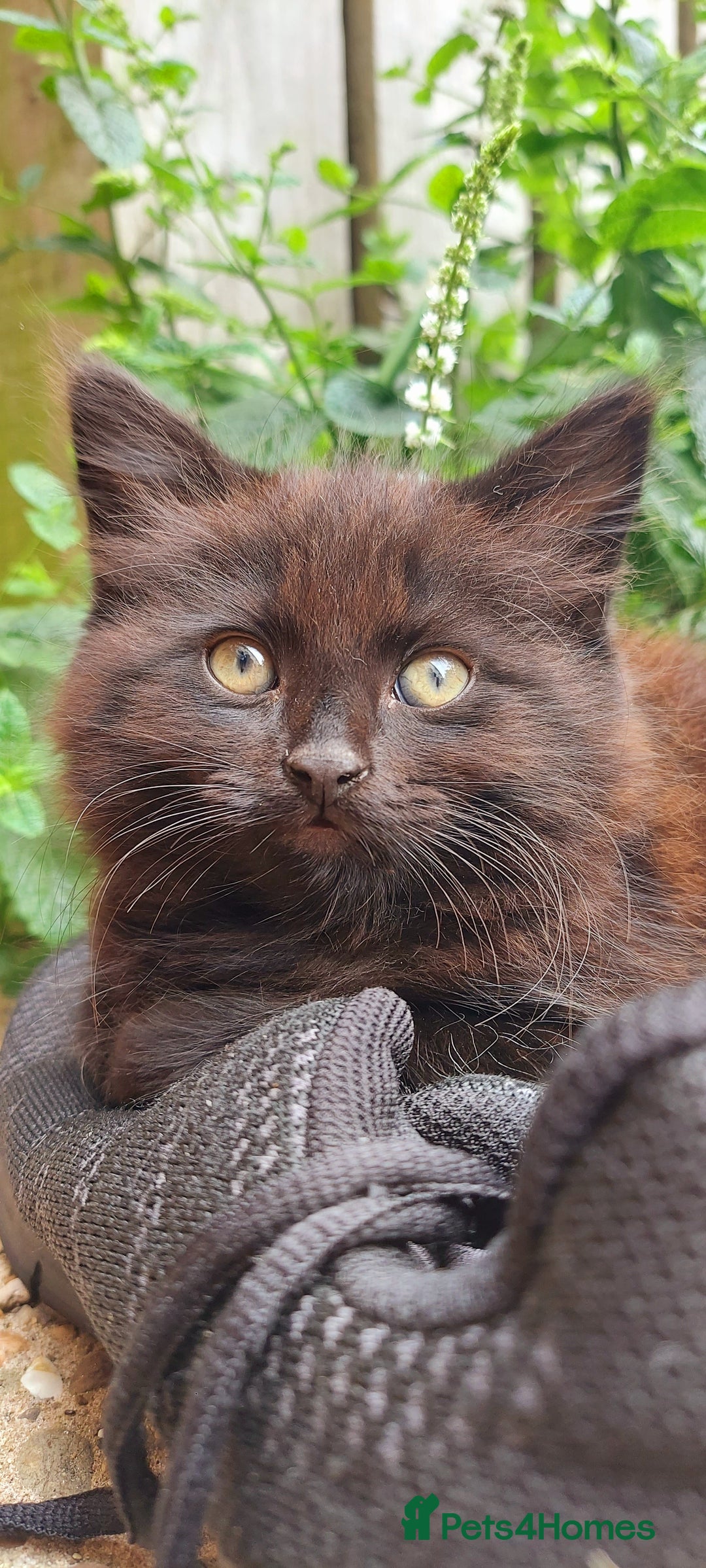 York Chocolate cats for sale: Green-eyed kittens , - Image 3