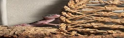 Leopard Gecko reptiles for sale: Snow tug leopard gecko and full set up - Advert 2