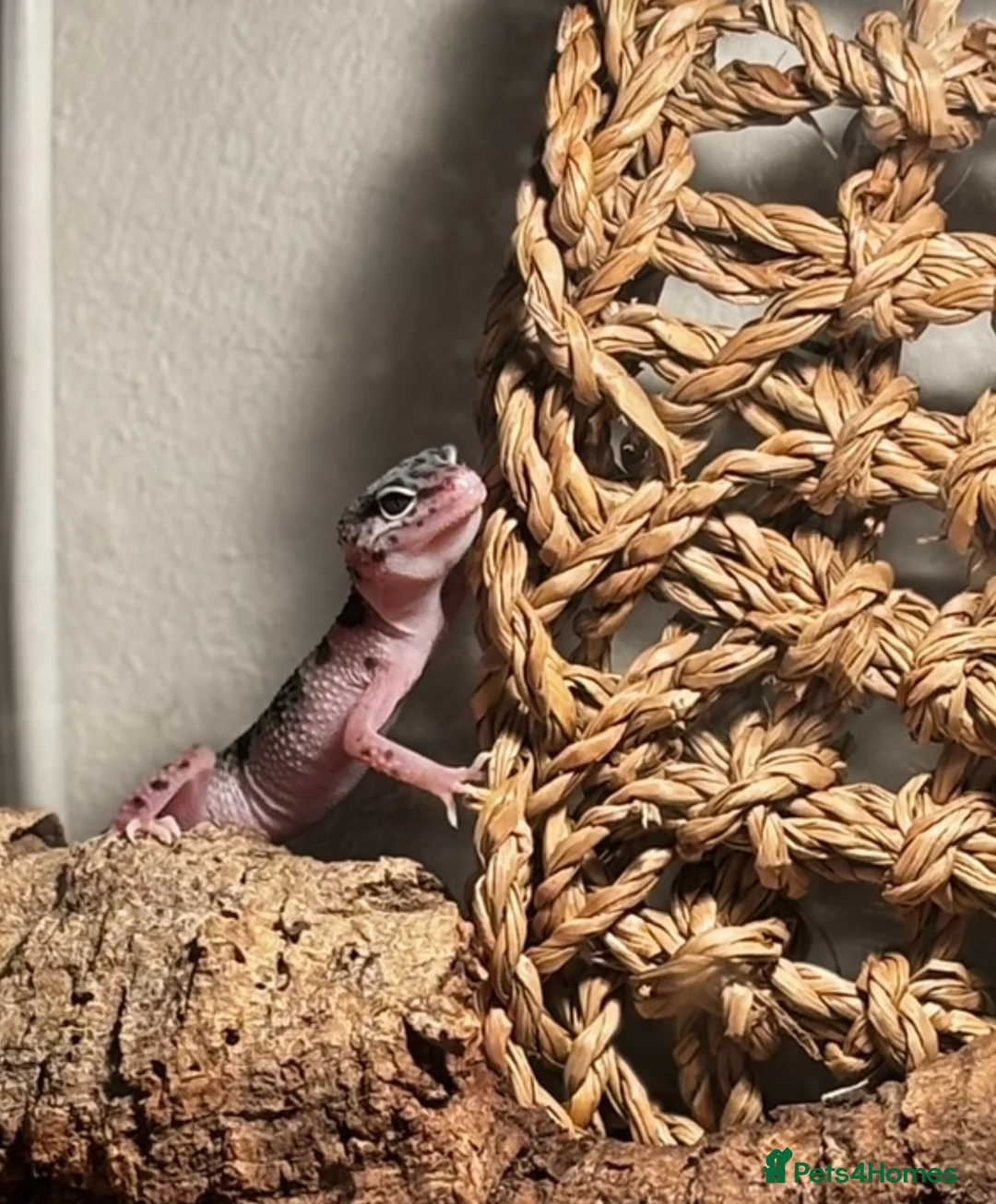 Leopard Gecko reptiles for sale: Snow tug leopard gecko and full set up - Advert 2