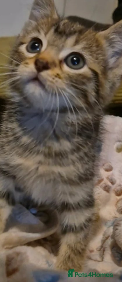 Guinea Pig rodents Female maincoon kitten  - Advert 10