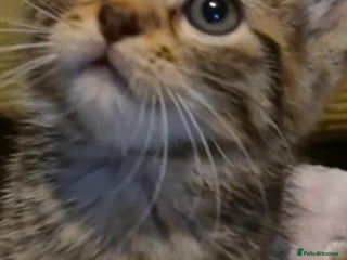 Guinea Pig rodents Female maincoon kitten - Advert 1