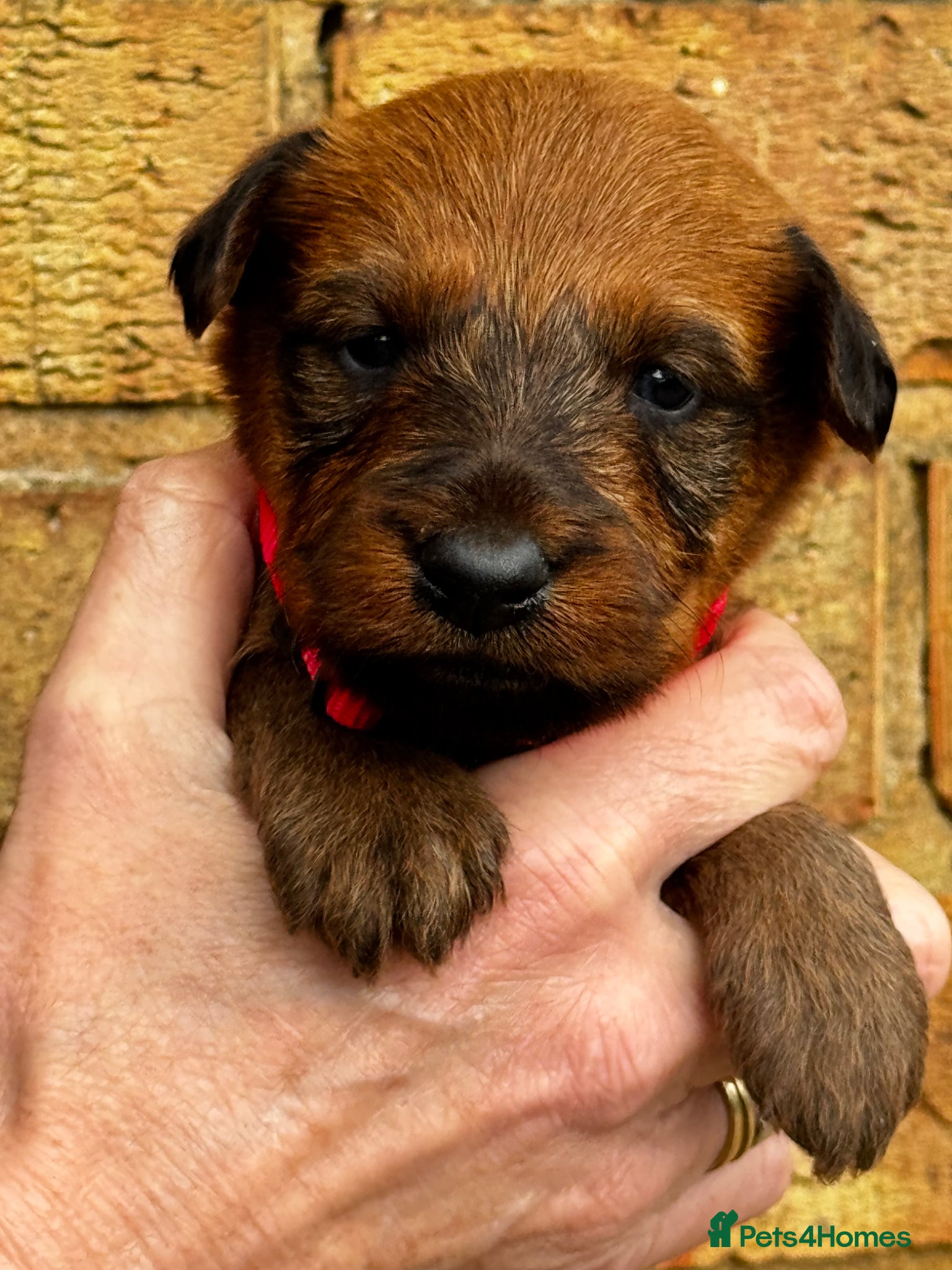 Irish Terrier dogs ⭐️kc reg Irish terrier pups ⭐️ - Advert 5