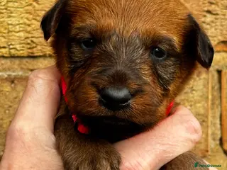Irish Terrier dogs ⭐️kc reg Irish terrier pups ⭐️ - Advert 5