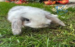 Mini Lop rabbits for sale: Mini Lop Rabbits  - Image 10
