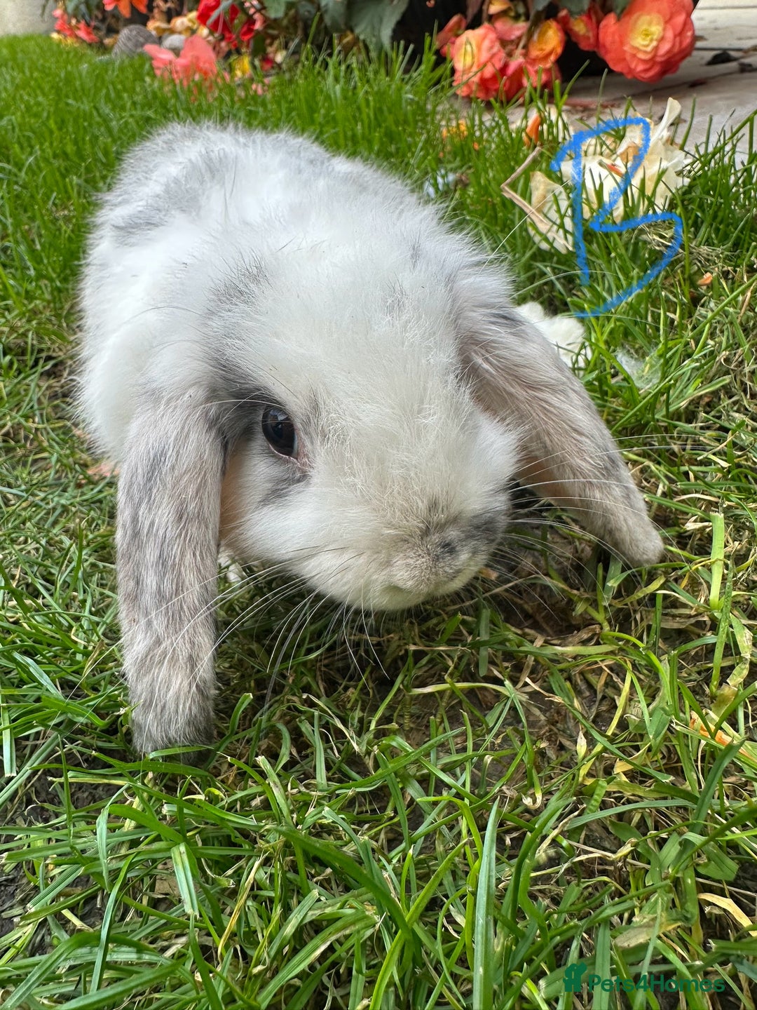 Mini Lop rabbits for sale: Mini Lop Rabbits  - Image 10