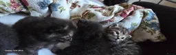 Mixed Breed cats for sale: Adorable kittens  in London - Advert 14