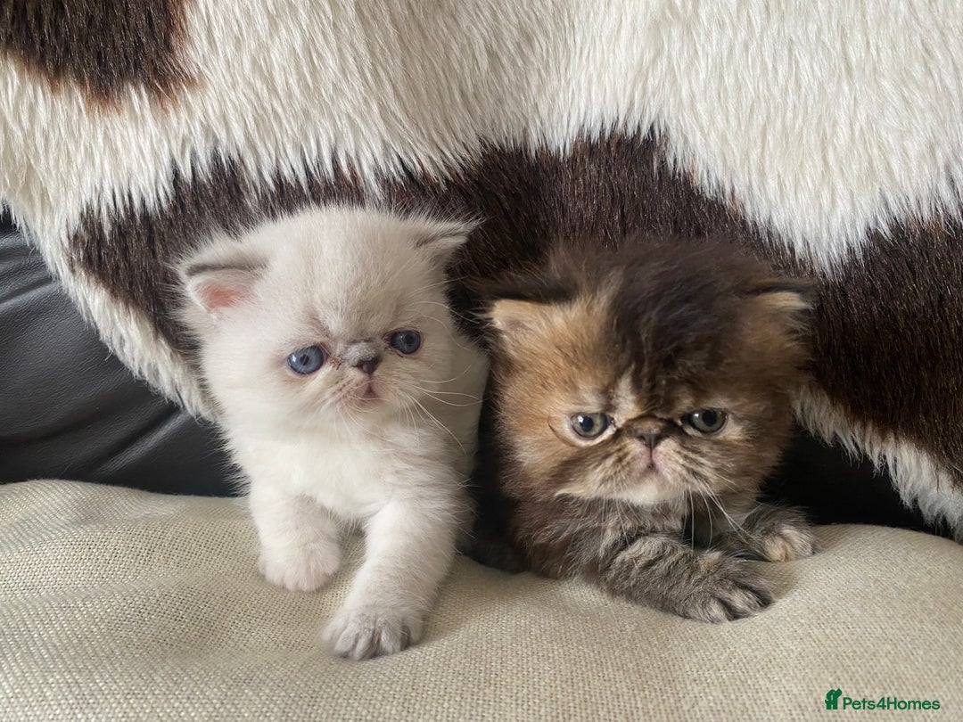 Persian cats for sale: GCCF PURE BRED PKD and PRA CLEAR PERSIAN EXOTICS  - Image 13