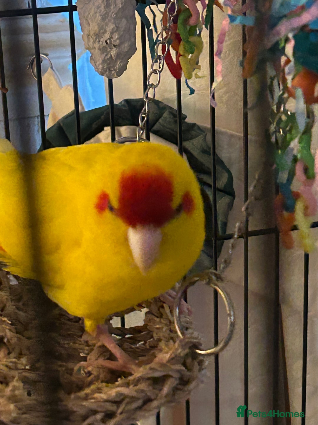 Parakeets birds for sale: Comes with cage  - Advert 1