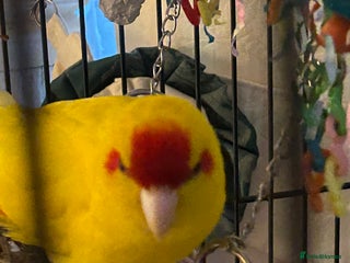 Parakeets birds Comes with cage - Advert 1