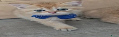 British Shorthair 3