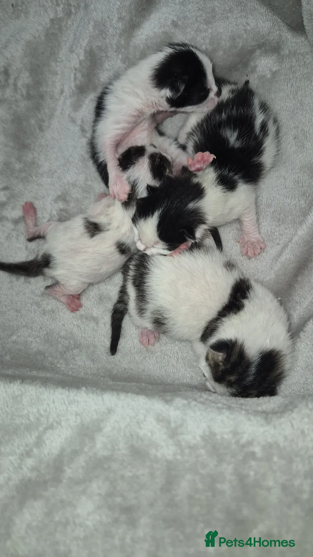Mixed Breed cats for sale: Re-home my furry grand babies   - Advert 2