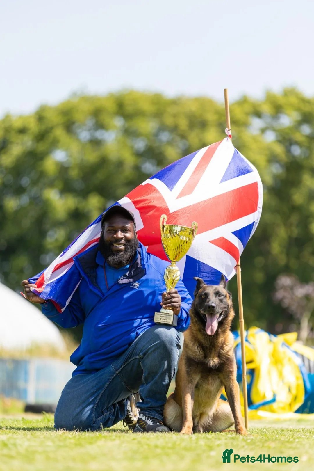 Belgian Shepherd Dog dogs for sale: Pups from world champion CHANCE - Advert 1