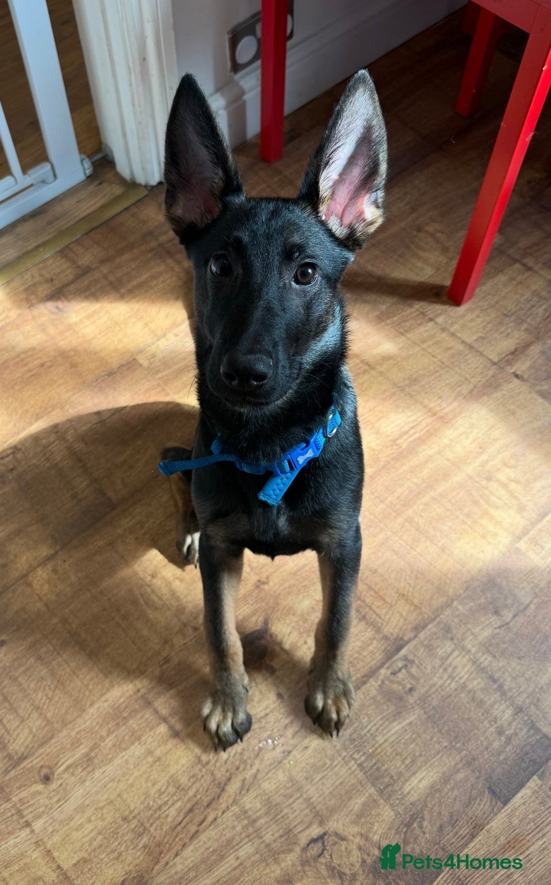 Belgian Shepherd Dog dogs for sale: Belgian Malinois X Dutch Herder  - Image 1