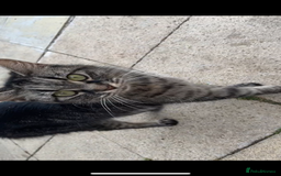 Mixed Breed cats for sale: Maine coon mixed breed - Image 15