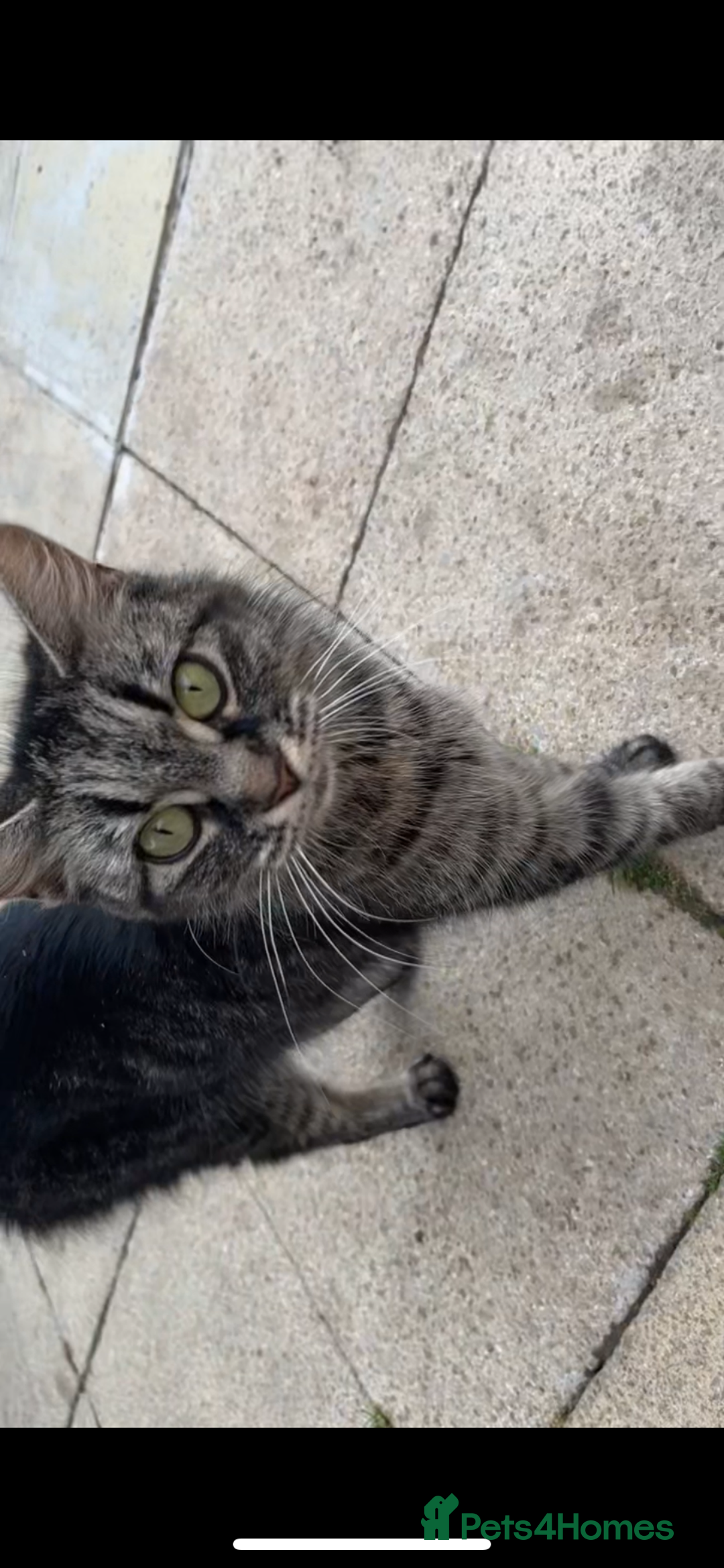 Mixed Breed cats for sale: Maine coon mixed breed - Image 15