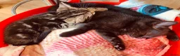 British Shorthair cats for sale: Lovely adorable Kittens FOR SALE Mixed Newquay  - Advert 15