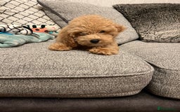 Maltipoo dogs for sale: Gorgeous 3 month old Maltipoo boy 🐶🥰 - Image 15